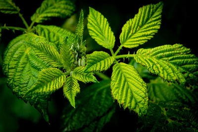 Close-up of green leaves