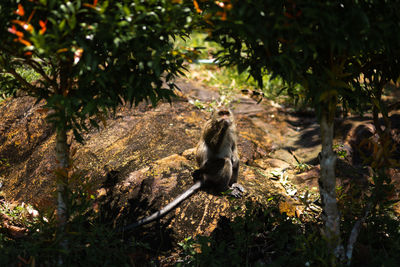 Monkey sitting on tree in forest