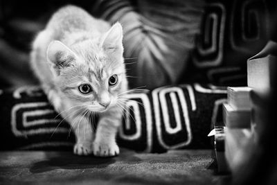 Portrait of a cat looking away