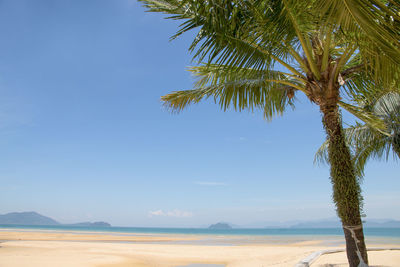 Relaxing scene, tropical beach with coconut palm tree