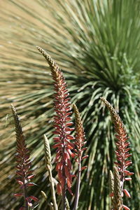 Close-up of pine tree