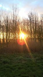 Sun shining over trees on field during sunset