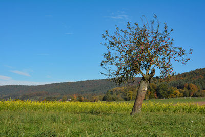 Scenic view of grassy field against blue sky