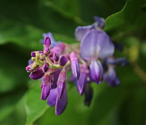 Close-up of purple flowering plant - glycine
