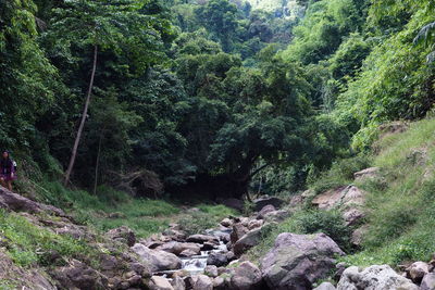 Trees growing in forest