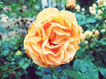 Close-up of orange rose flower