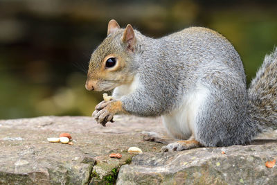 Close-up of a squirrel eating a nut