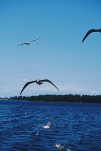 Seagulls flying over sea against sky