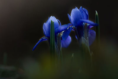 Close-up of purple flowering plant