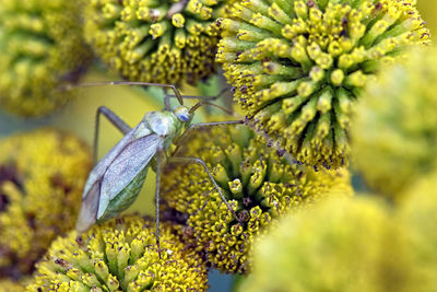 Close-up of butterfly pollinating on flower