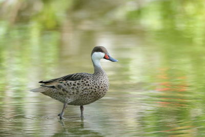 A red-billed duck 