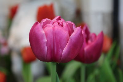 Close-up of pink tulips