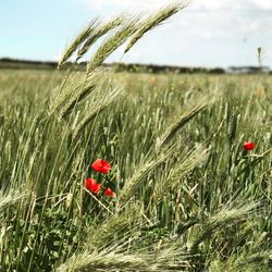 Close-up of wheat growing on field