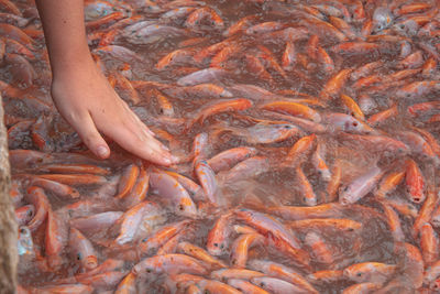 High angle view of fish underwater