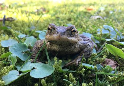 Close-up of frog on plant