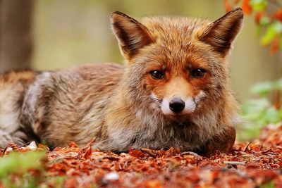Portrait of fox sitting on field