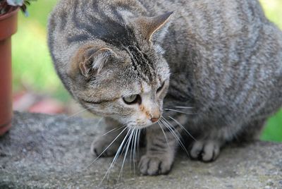 Close-up of a cat drinking water