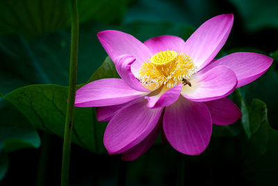 Close-up of pink water lily