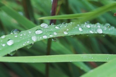 Close-up of water drops on grass