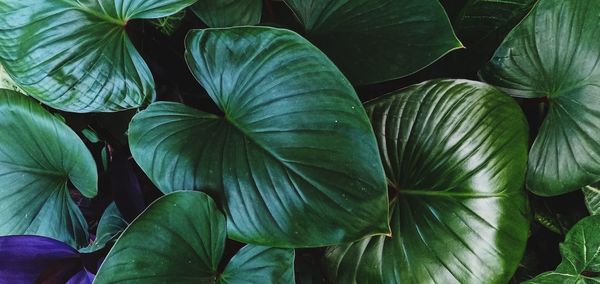 Full frame shot of green leaves