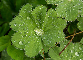 Close-up of wet plant leaves during rainy season