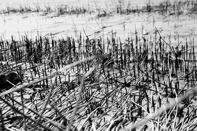 Plants at lakeshore