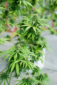 Close-up of pine tree