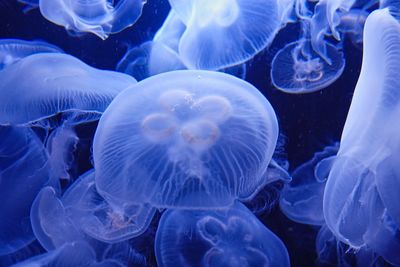 Close-up of jellyfish swimming in sea