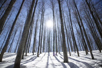 Low angle view of trees