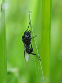 Close-up of insect on plant