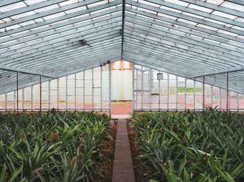 Low angle view of pineapple greenhouse in the arozes