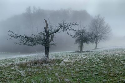 Bare trees on field during foggy weather