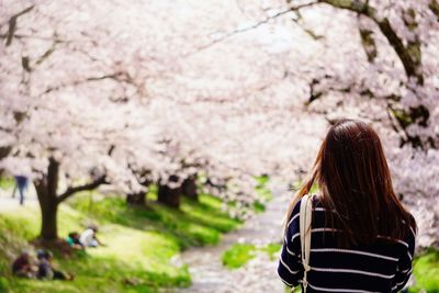 Rear view of woman standing against cherry blossom trees