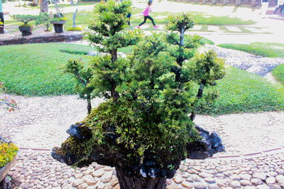 Close-up of plants against trees