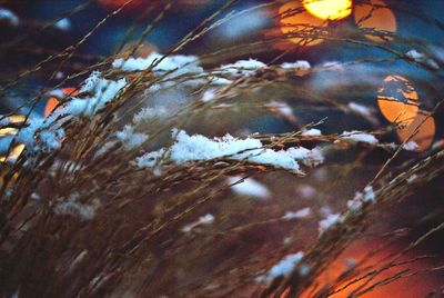 Close-up of frozen plants in puddle