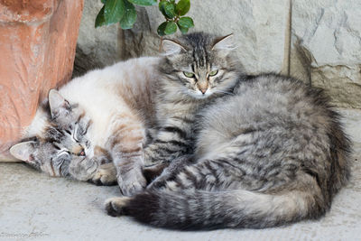 Portrait of a cat resting