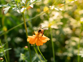 Close-up of bee pollinating on flower