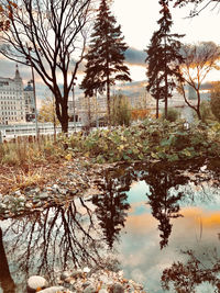 Trees by lake against sky