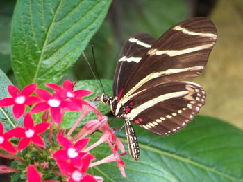 Close-up of butterfly on flower