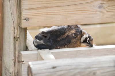 Close-up of goat behind wooden fence