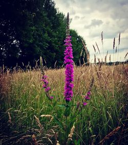 Close-up of purple flowering plants on field