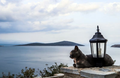 Dog sitting by the sea against sky