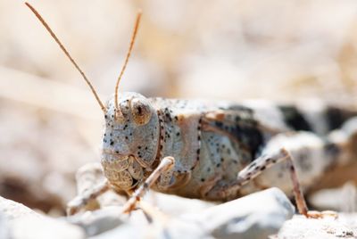 Close-up of grasshopper on rock