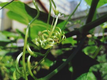 Close-up of green plant