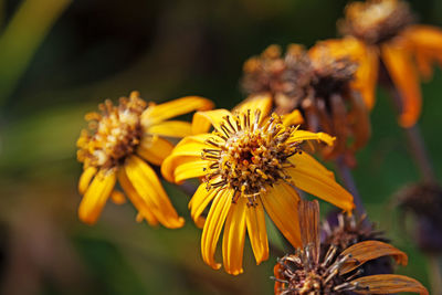 Beautiful and colorful orange flower that has started to wither just in time for halloween