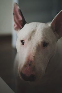 Close-up portrait of dog