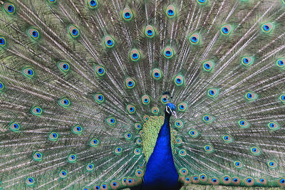 peacock