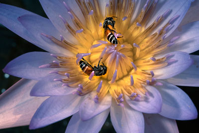 Close-up of bee pollinating on flower