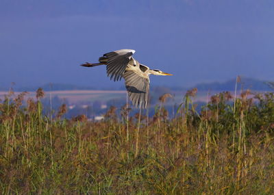 Grey heron, ardea cinerea, flying upon redds by day, neuchatel, switzerland