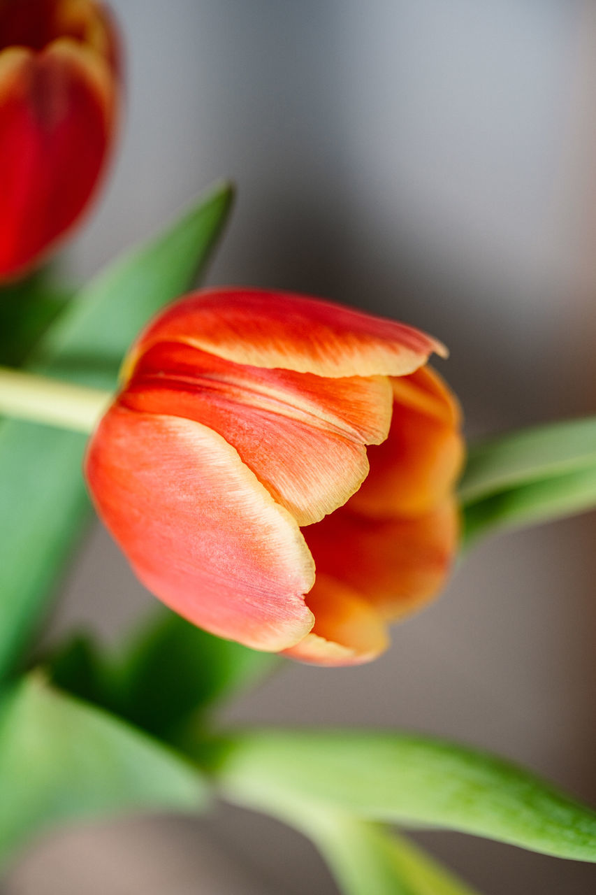 flower, plant, freshness, close-up, flowering plant, yellow, macro photography, beauty in nature, nature, leaf, petal, plant part, no people, growth, red, food, fragility, tulip, orange color, flower head, food and drink, selective focus, fruit, focus on foreground, outdoors, inflorescence, healthy eating, plant stem, blossom